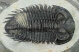 Coltraneia Trilobite Fossil - Huge Faceted Eyes #154333-2